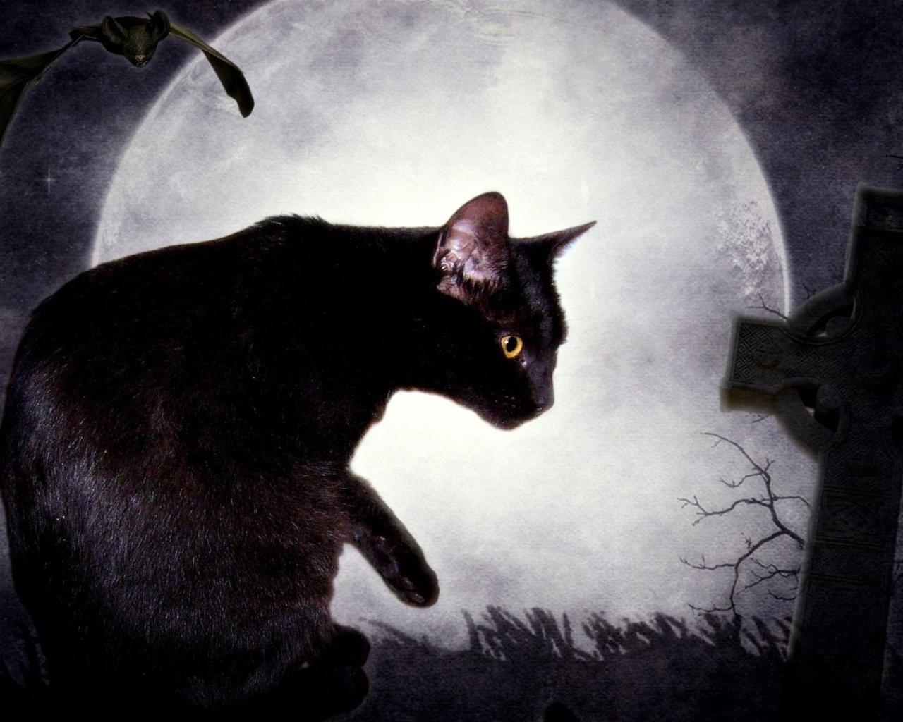 	 Black cat and the moon