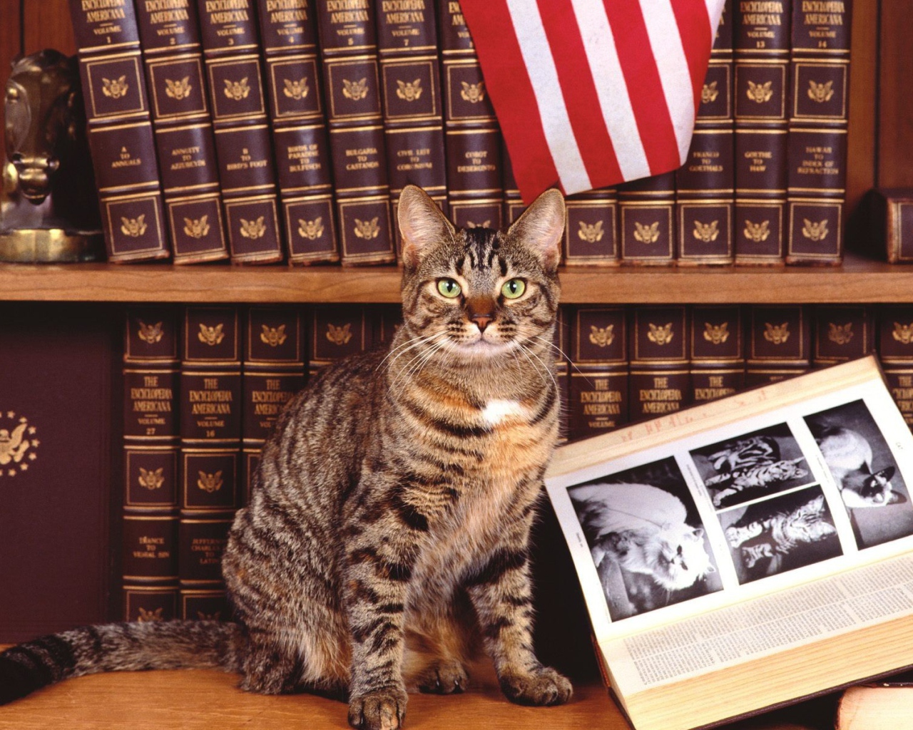 Кошка у книги про котов