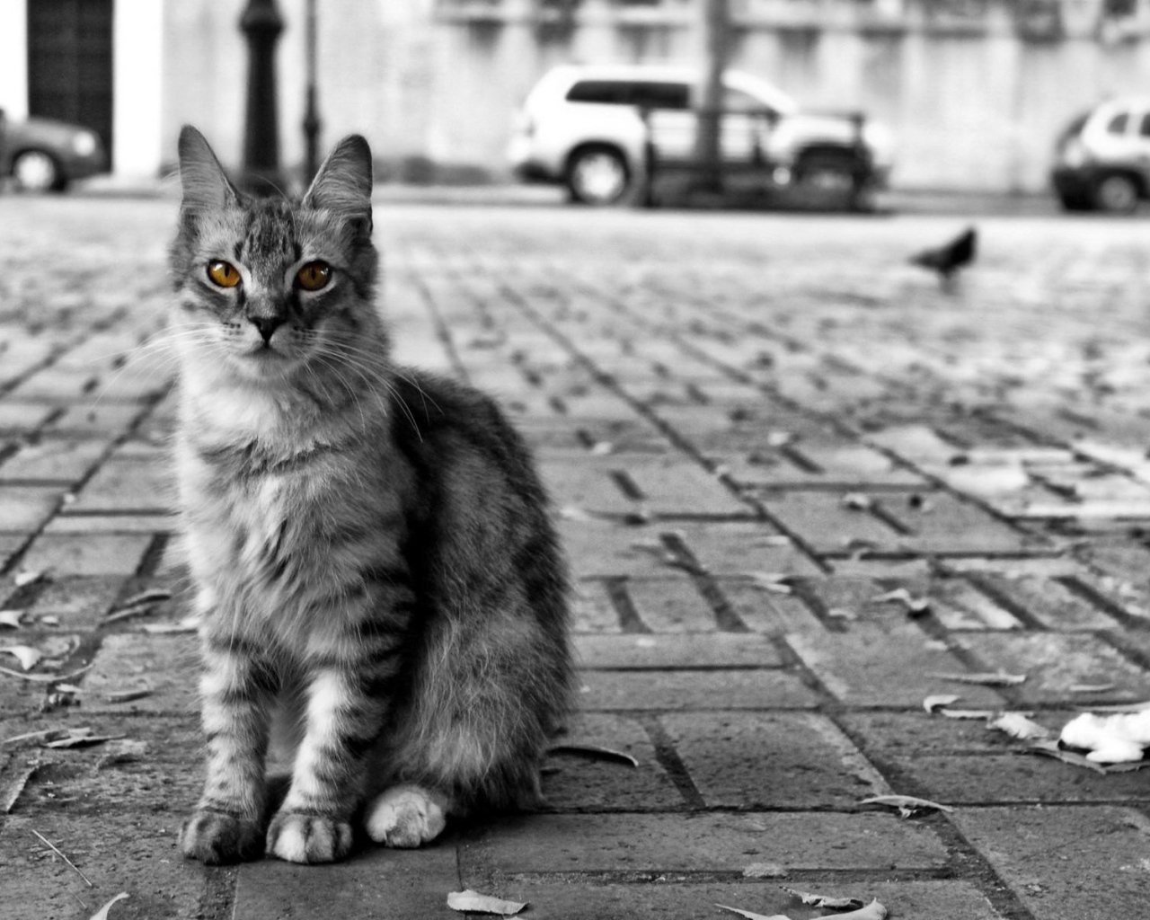 Кот с желтыми глазами