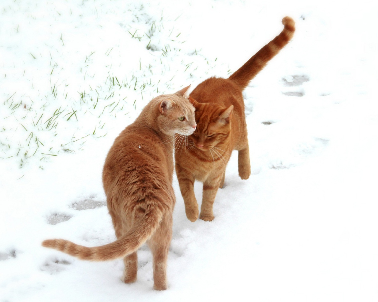 Кошки встретились на снегу