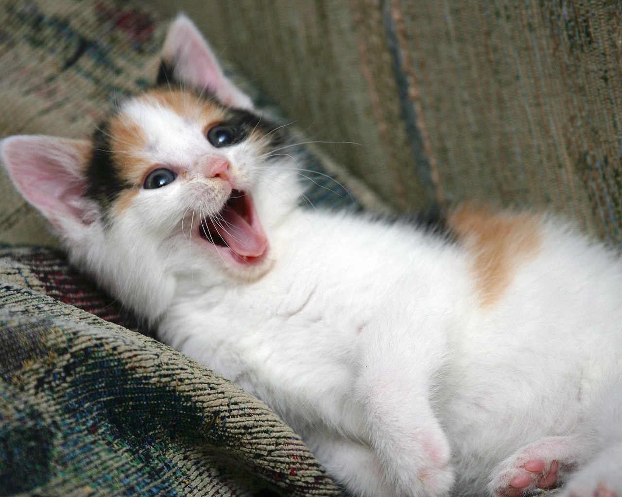 Котенок зовет маму