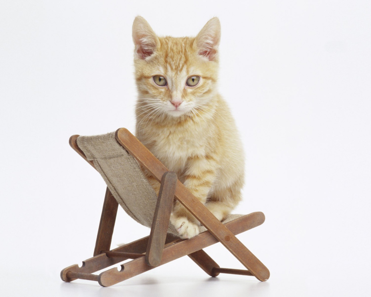 Котенок на стуле