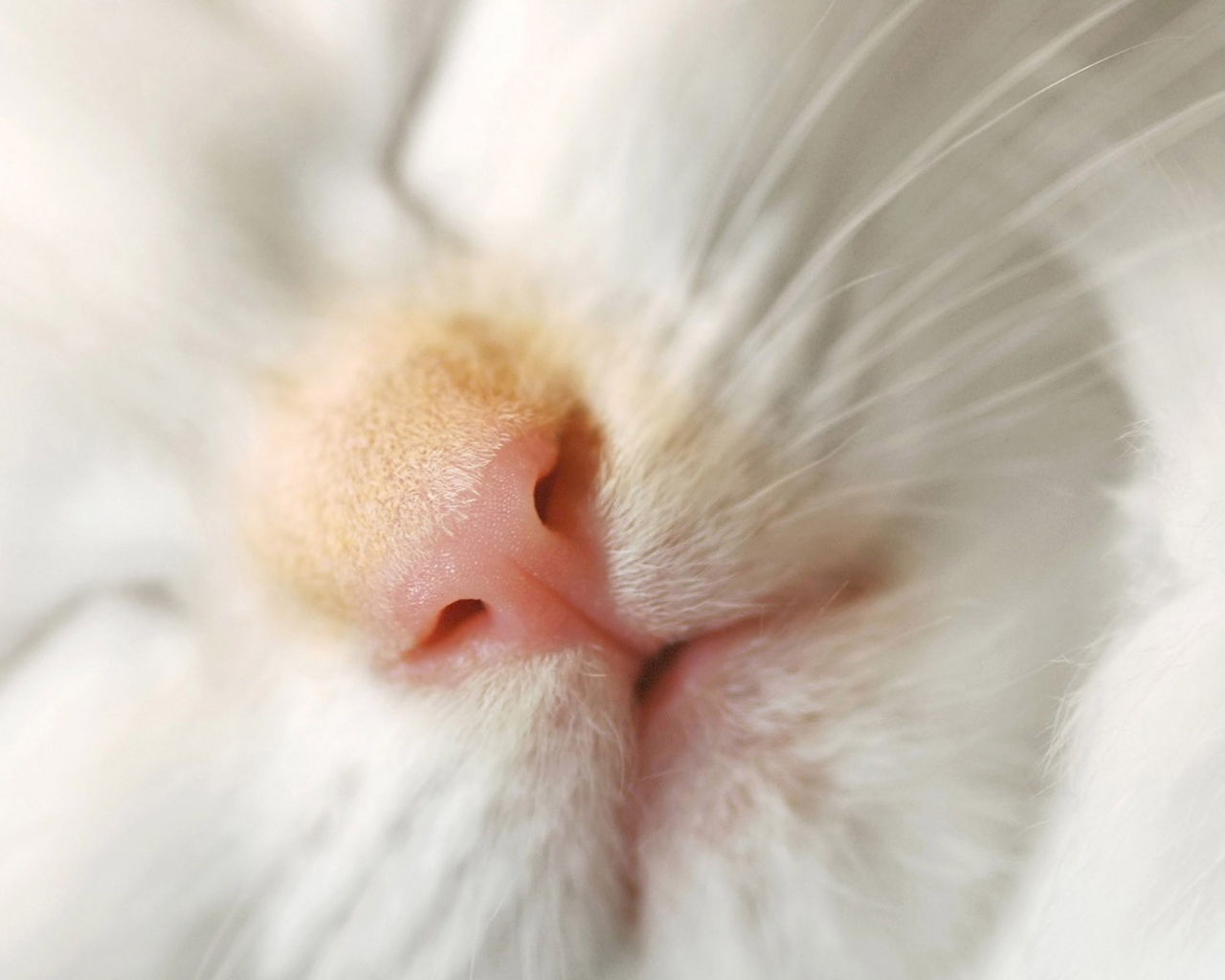 Розовый нос белого кота