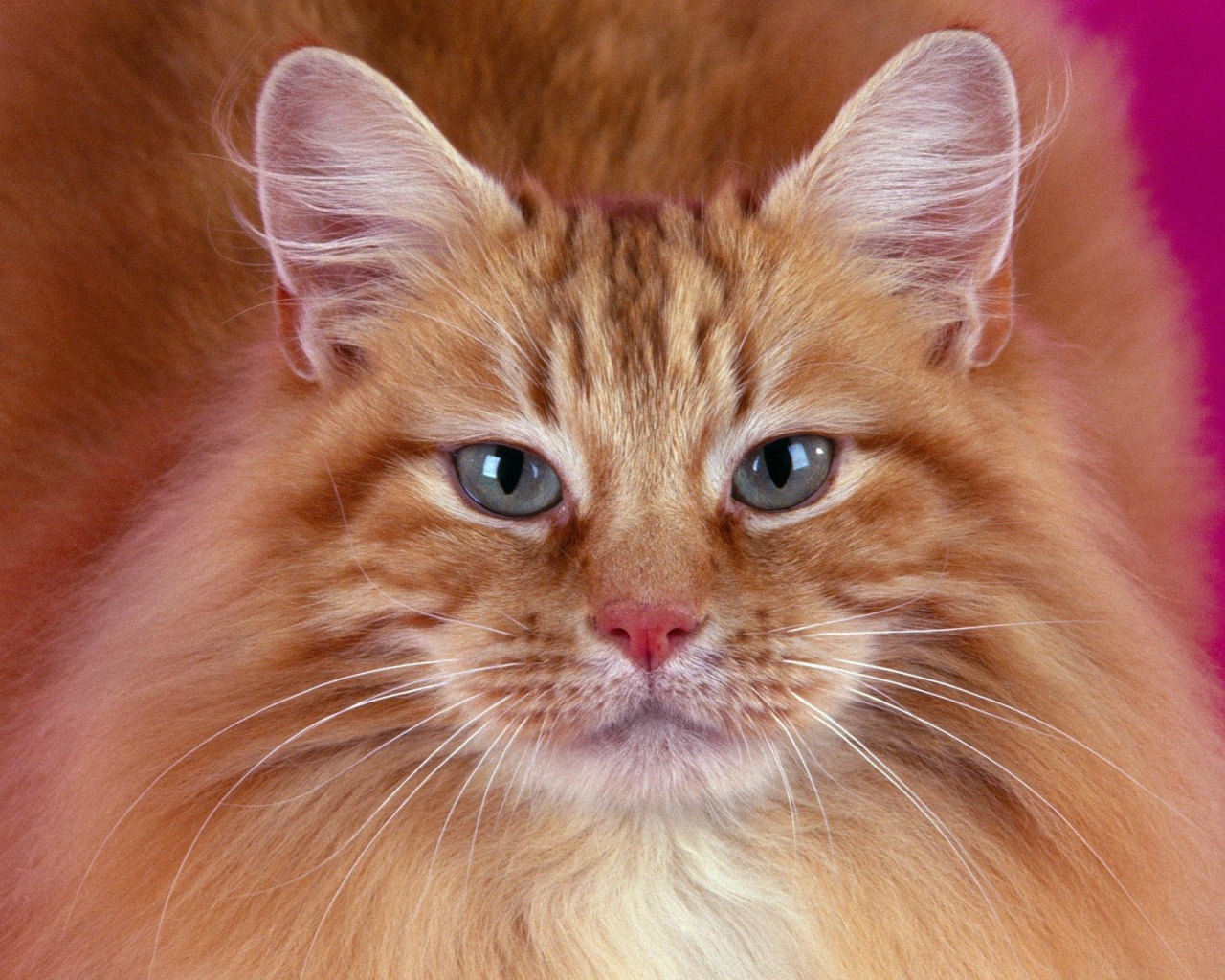 Портрет рыжего кота