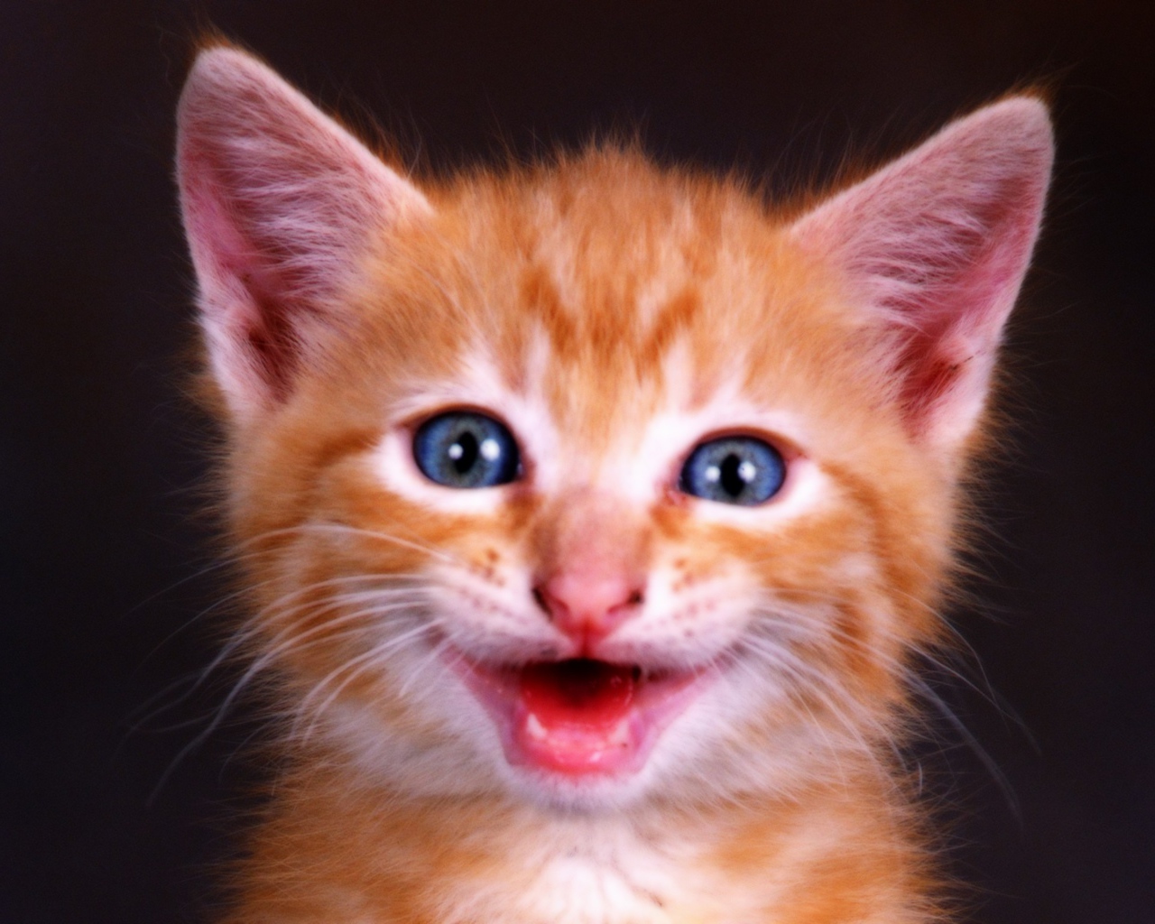 Рыжий котенок с голубыми глазами