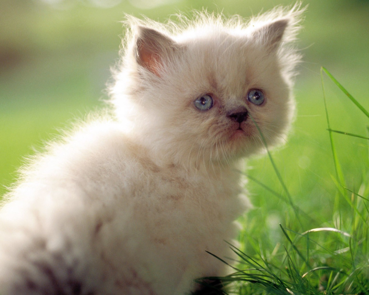 Грустный белый котенок