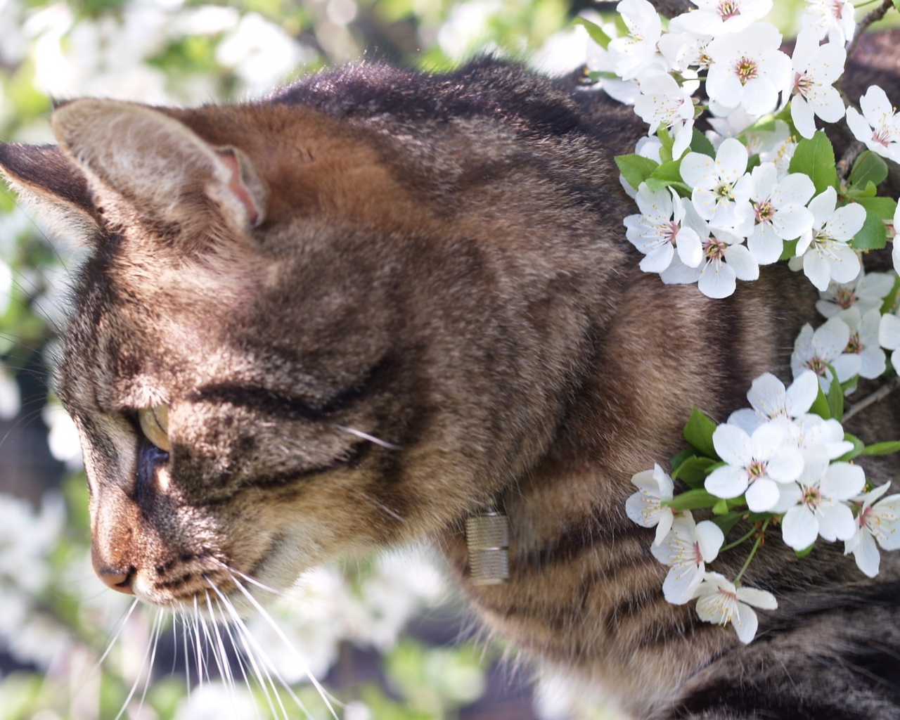 Весенний кот