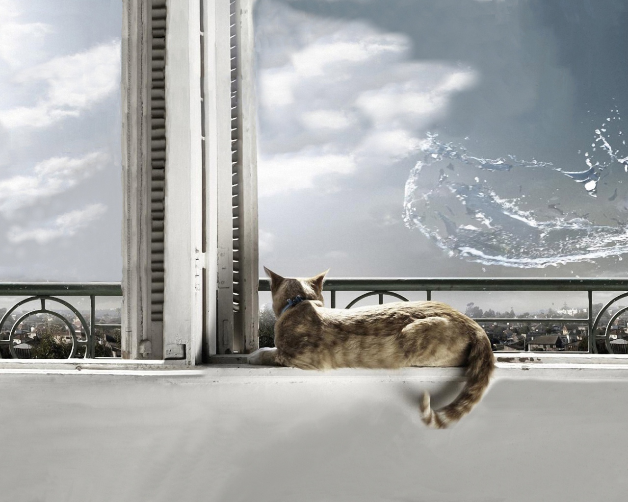 На кота выплеснули воду