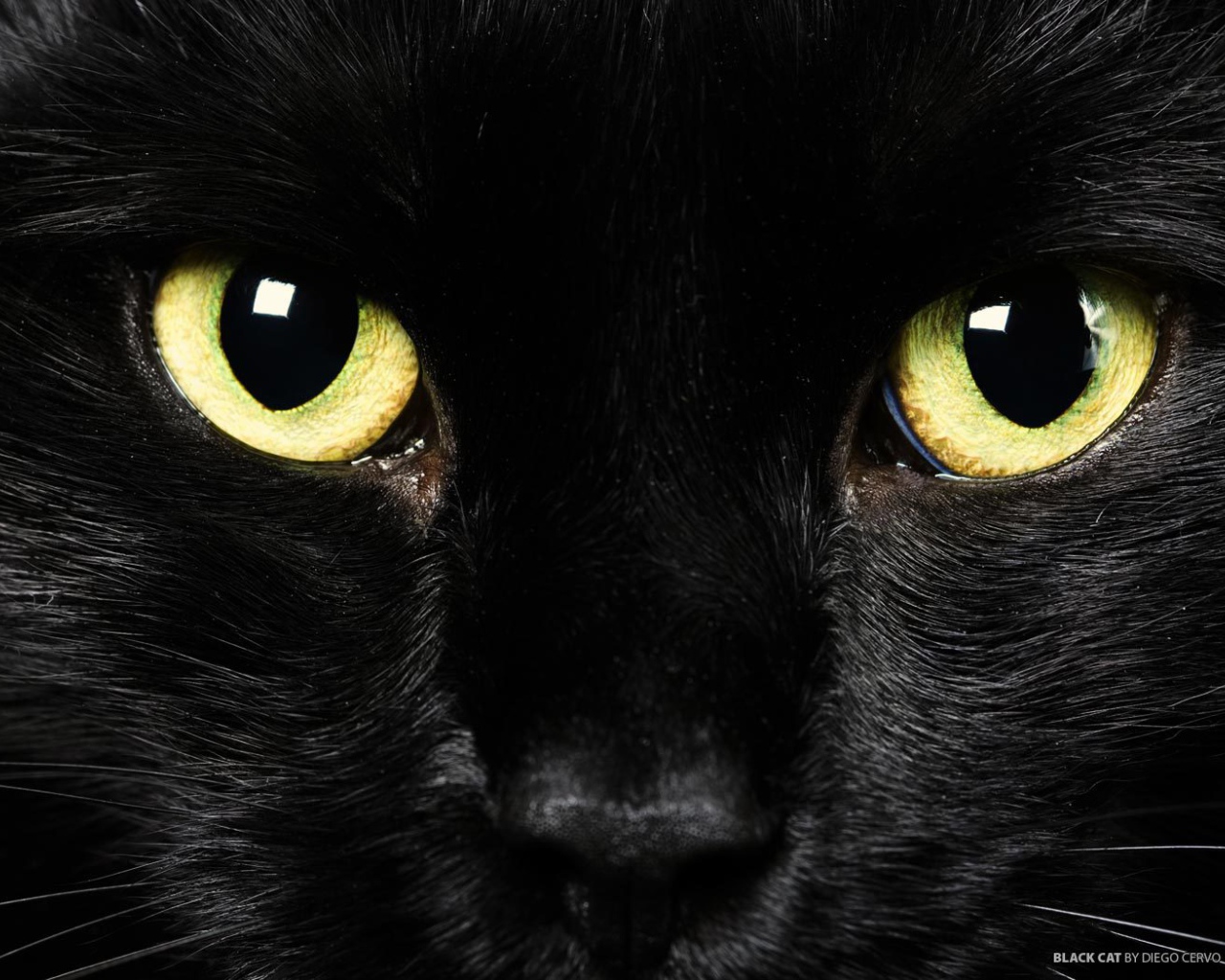 Желтые глаза черного кота