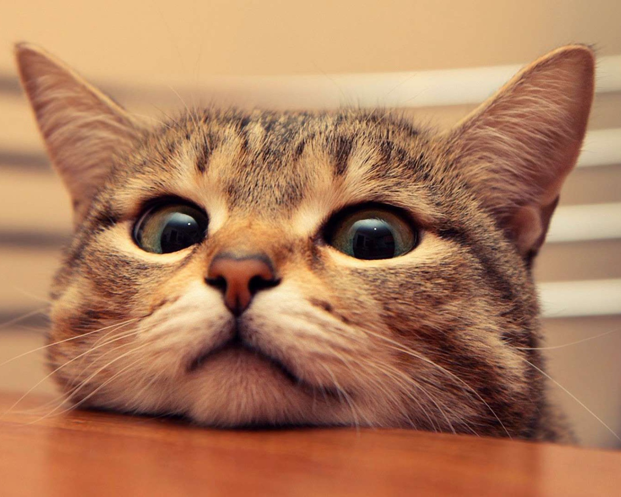 Любопытный кот