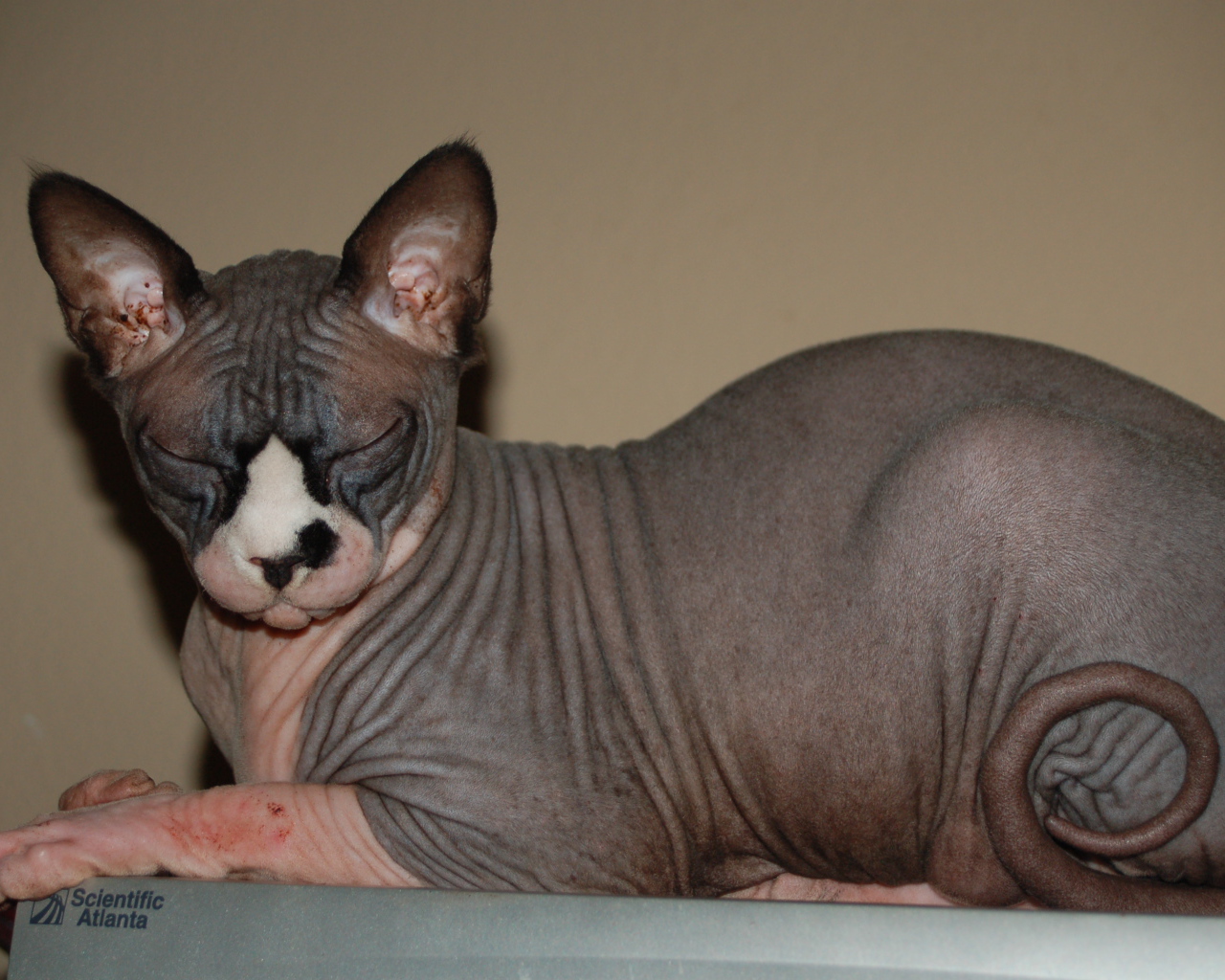 Лысая кошка сфинкс