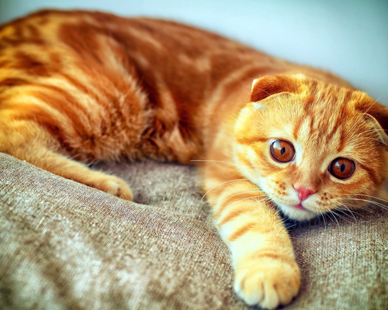 Рыжий кот с полосками