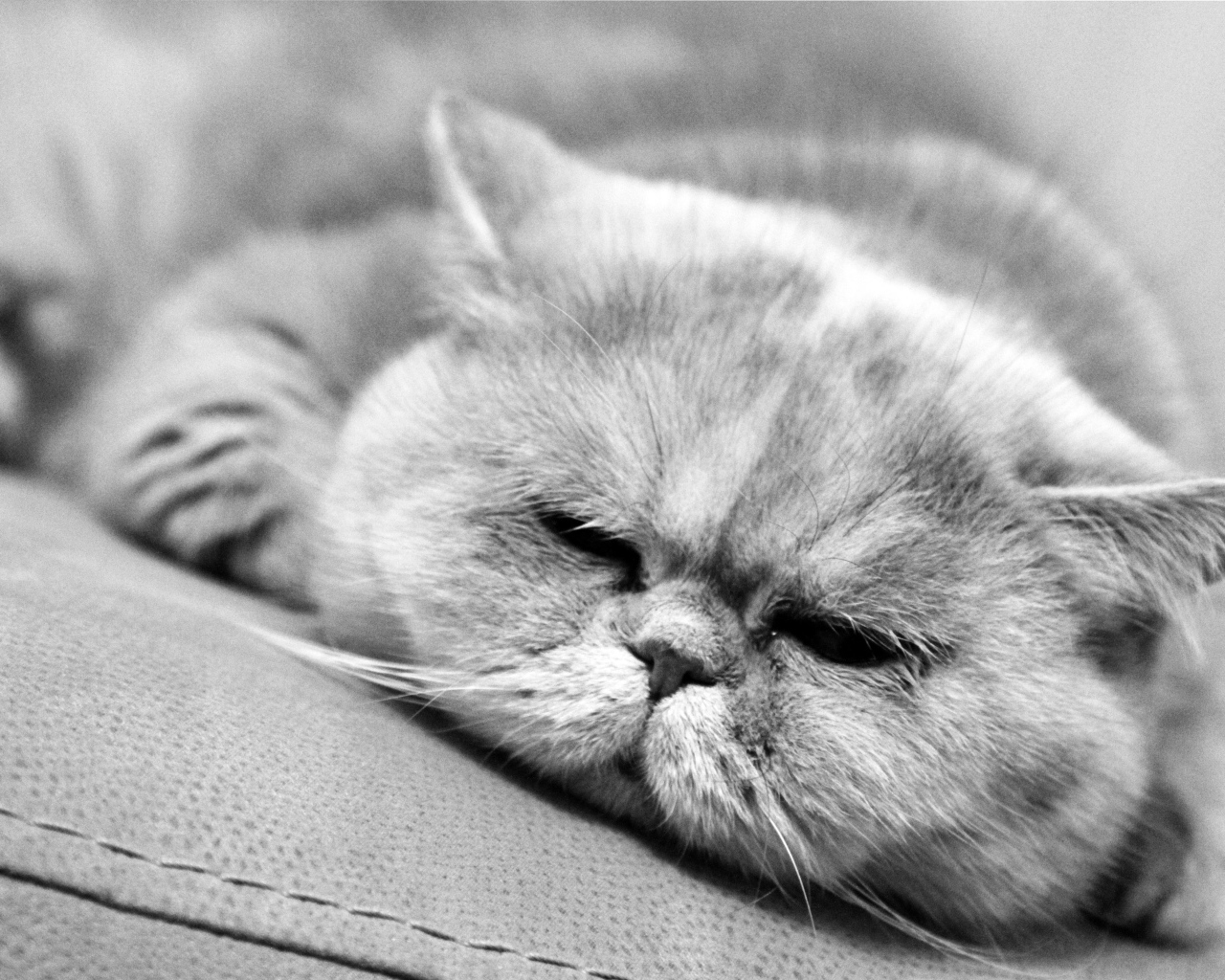 Спящий котик