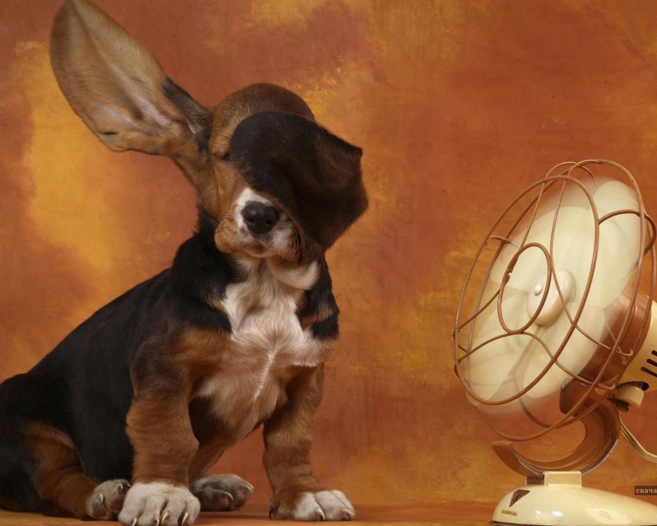 Бассет-хаунд и вентилятор