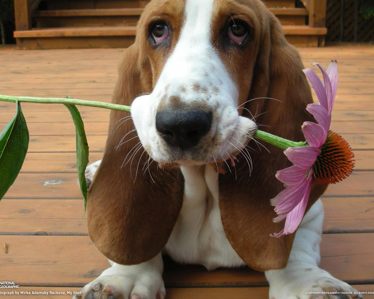 Бассет-хаунд дарит цветок
