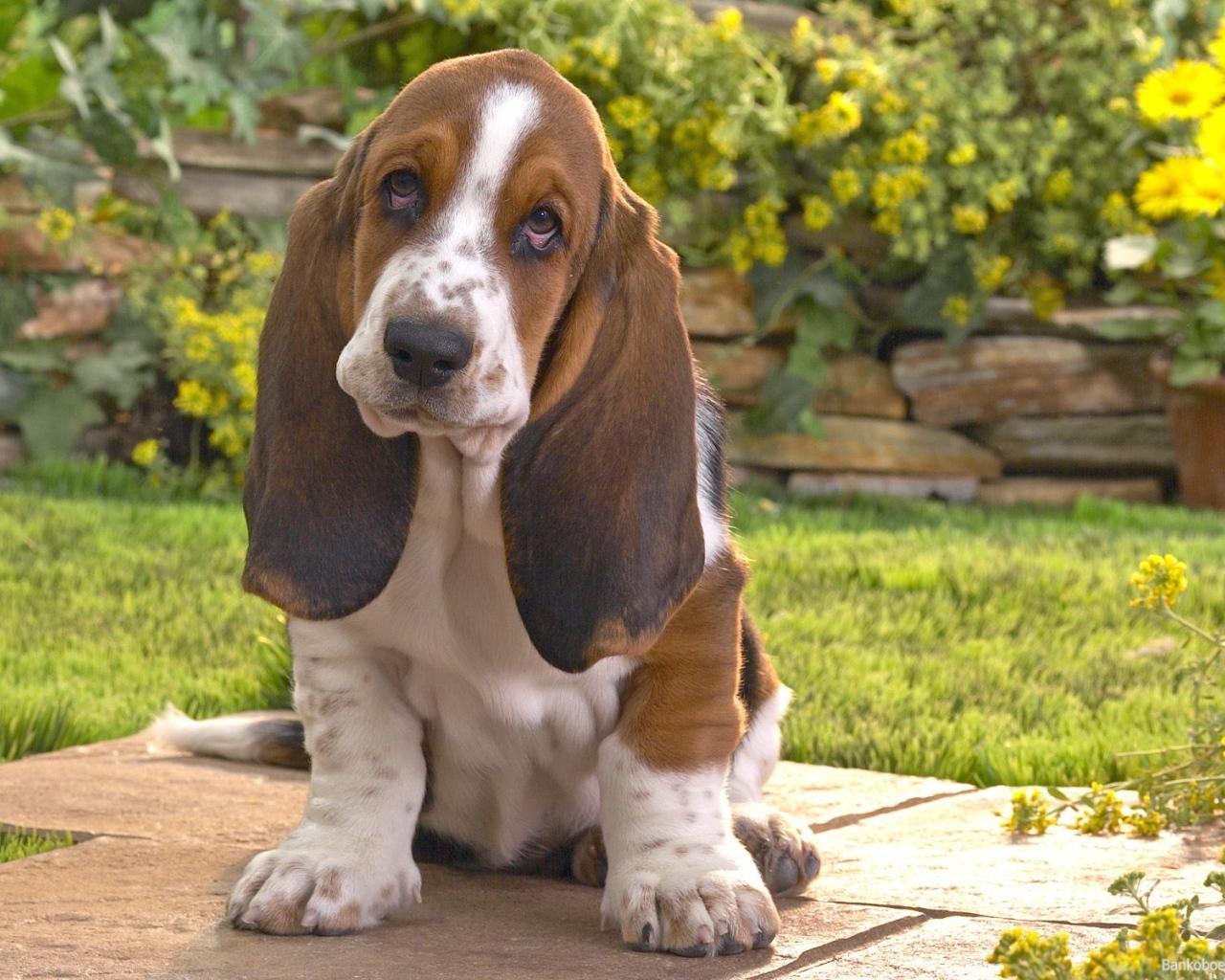 Бассет-хаунд на фоне цветов
