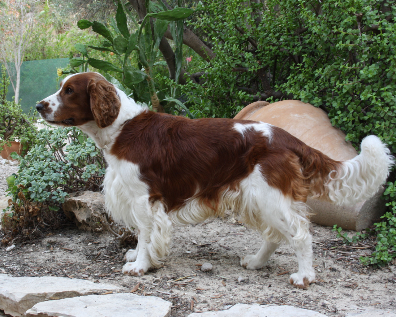 Красивый английский спрингер-спаниель