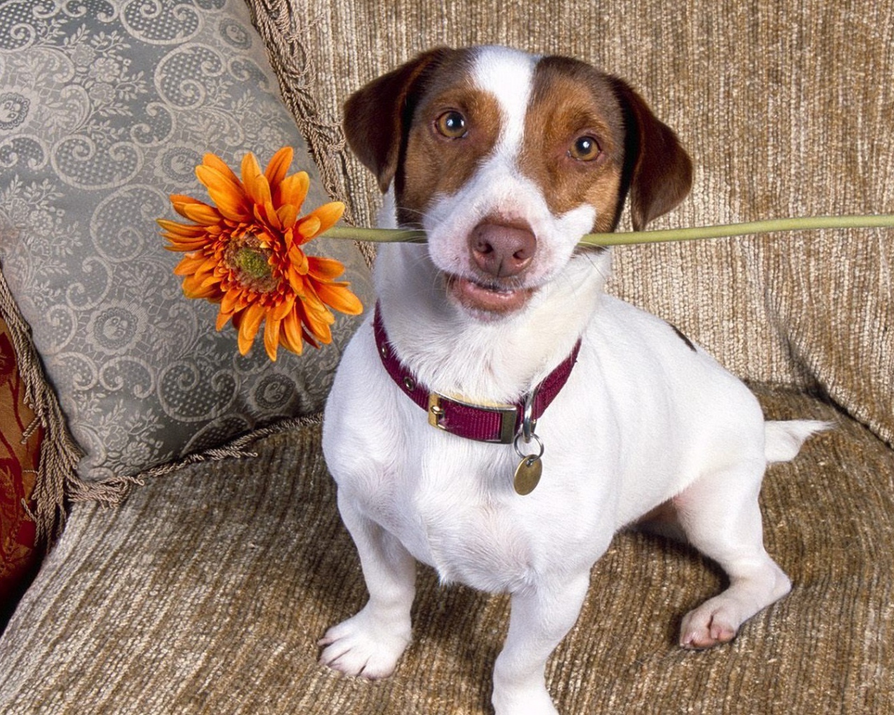 Цветок для любимой хозяйки