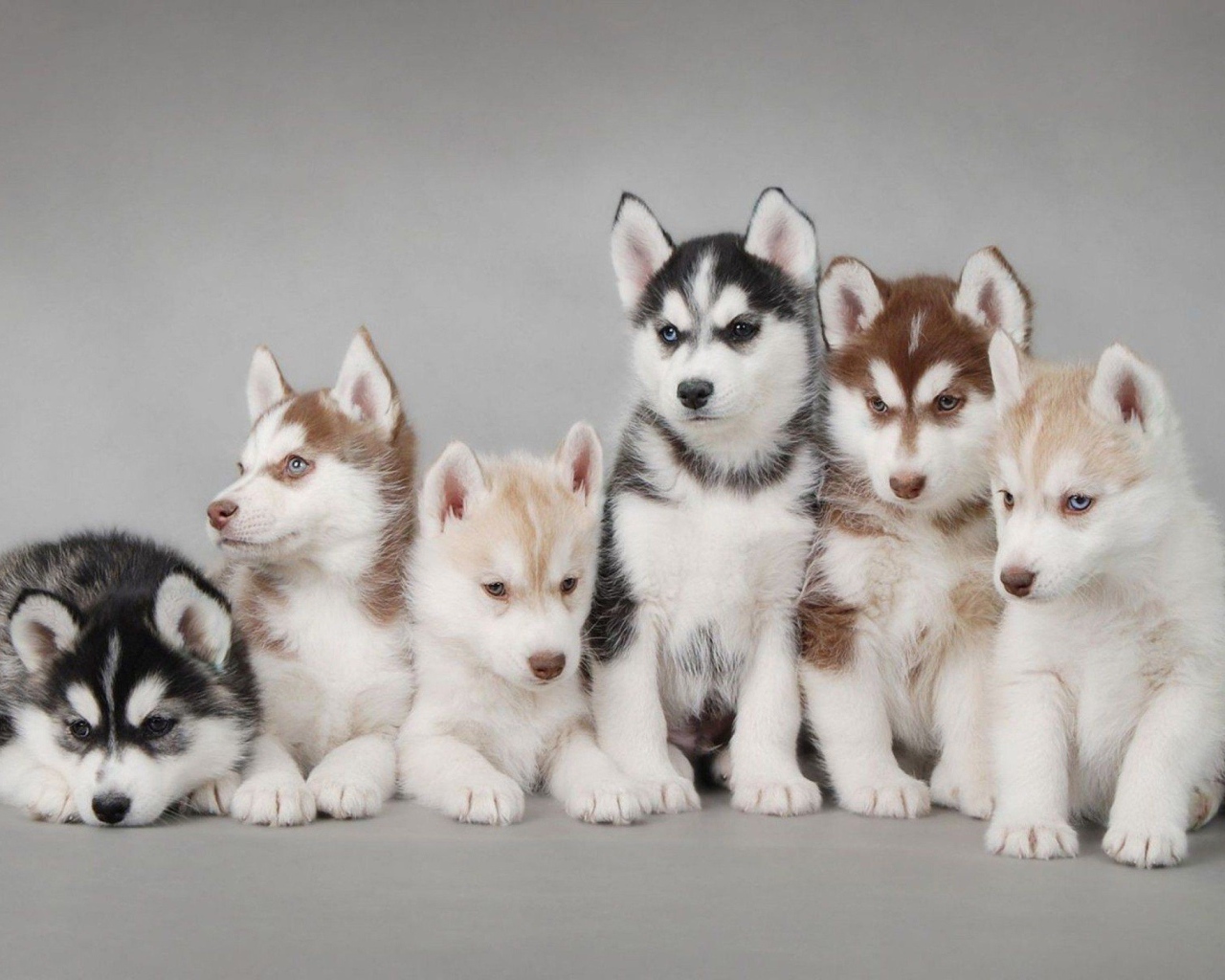 Много сибирских хаски