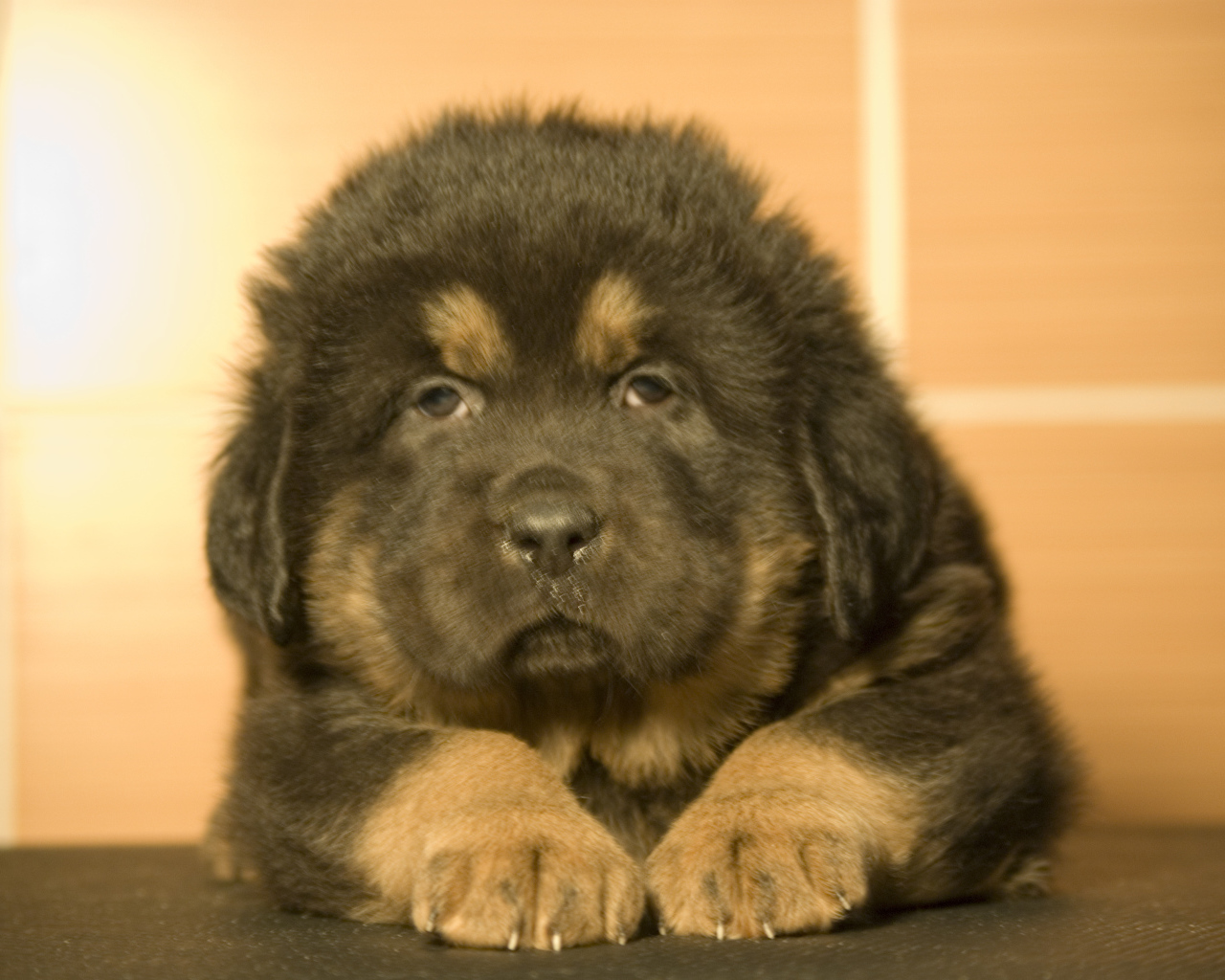 Прелестный маленький тибетский мастиф