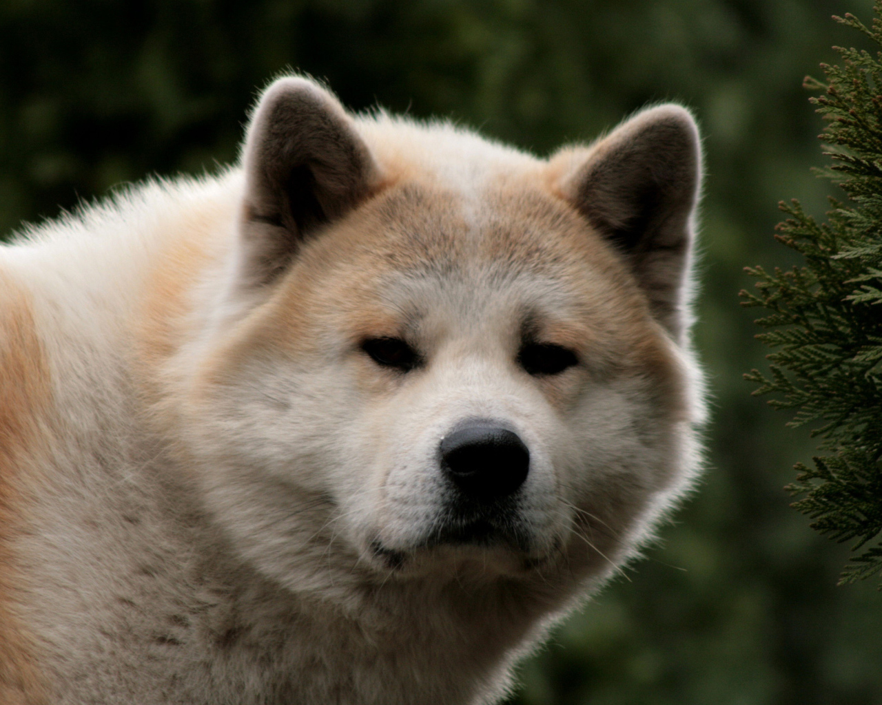 Взрослая акита-ину засмотрелась