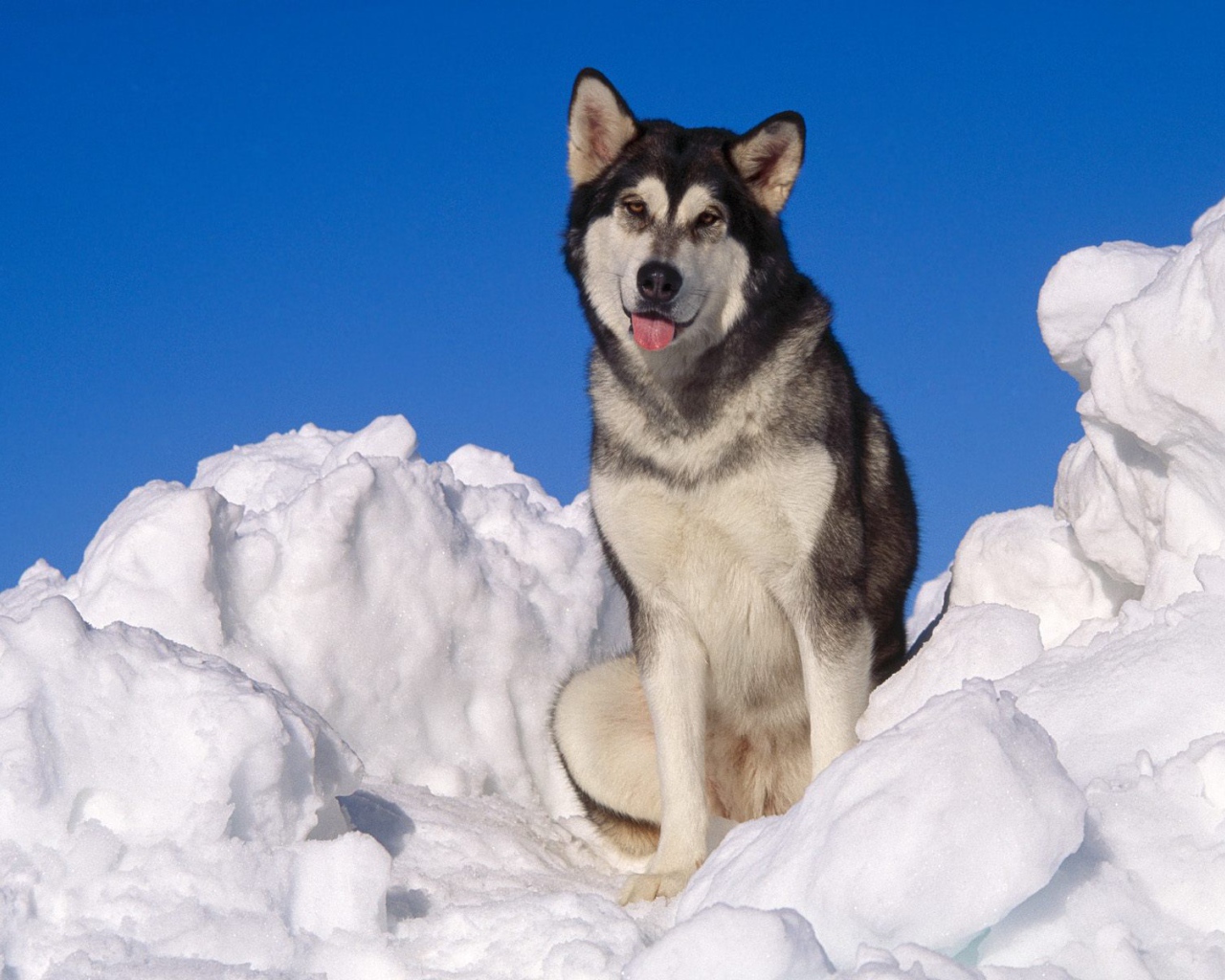 Взрослый аляскинский маламут в снегу