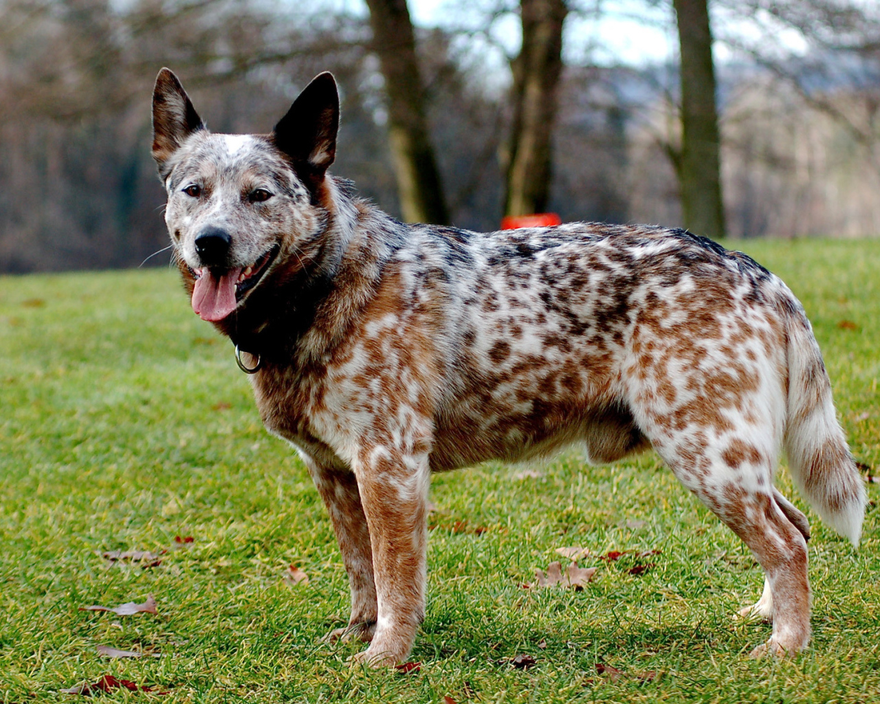 Взрослая австралийская пастушья собака