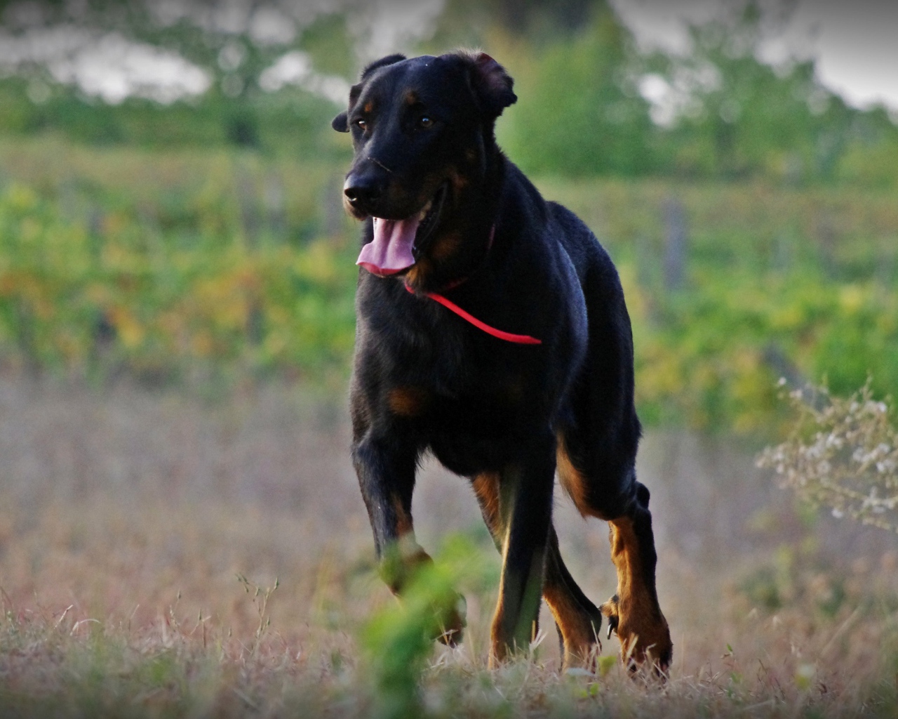 Взрослый босерон  идёт по полю