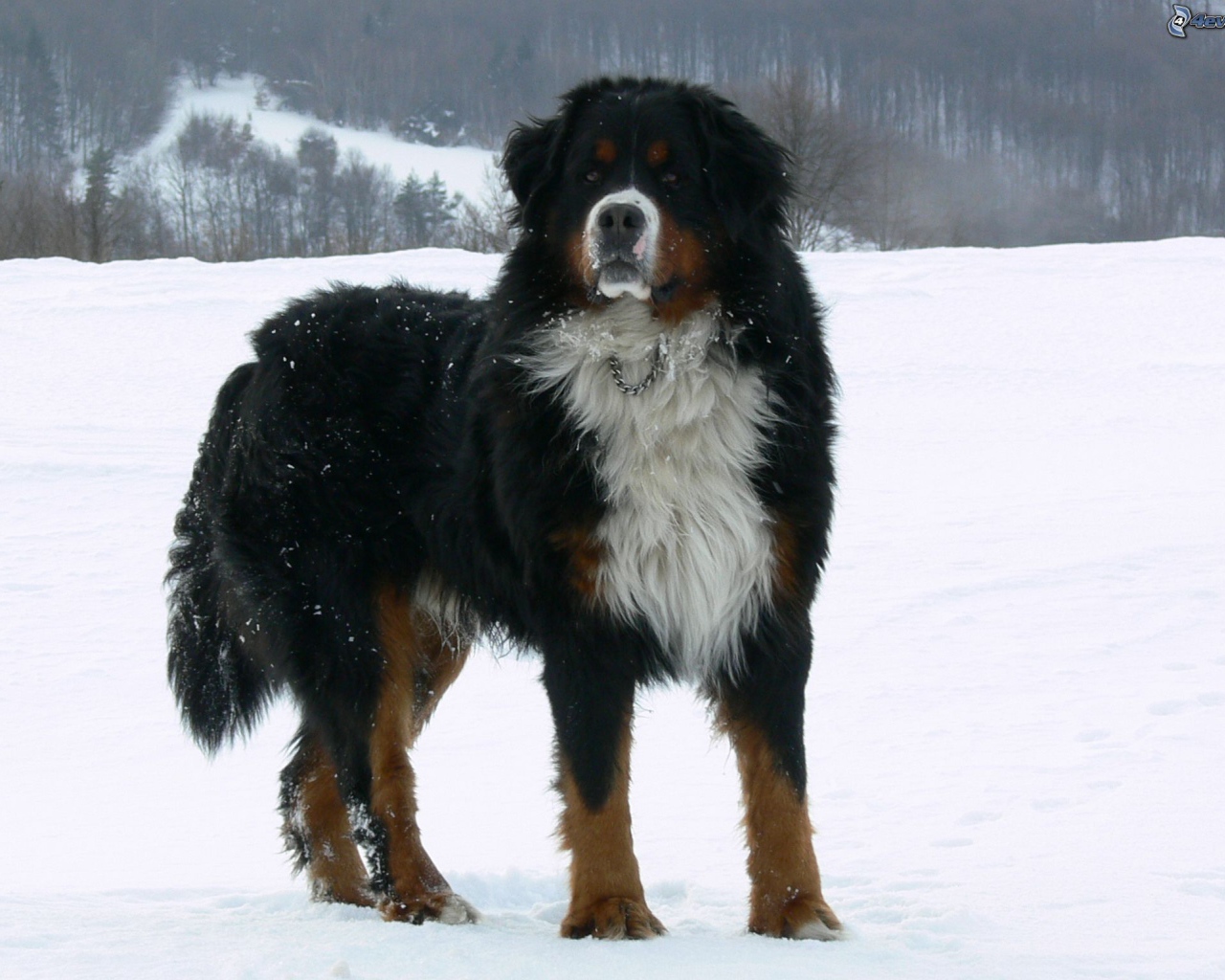 Взрослая бернская пастушья собака на снегу