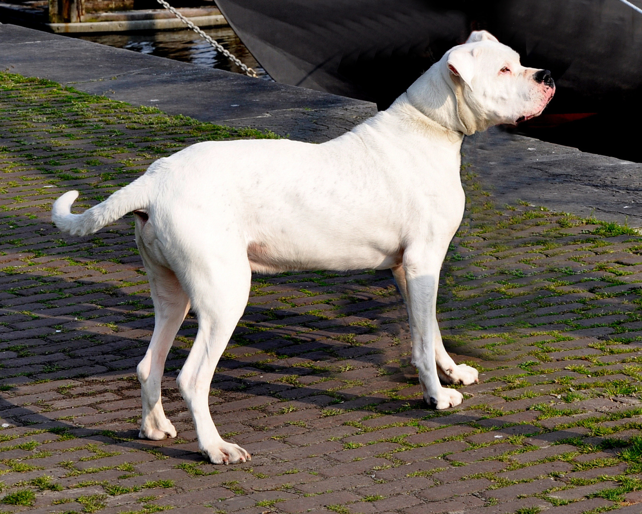 Взрослый аргентинский дог