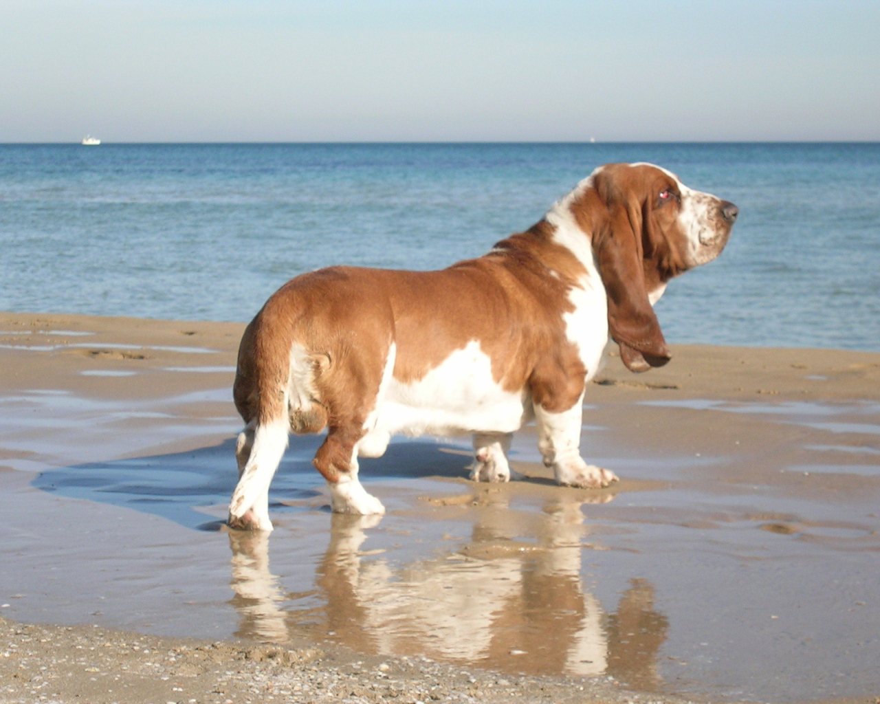 Взрослый бассет-хаунд возле моря