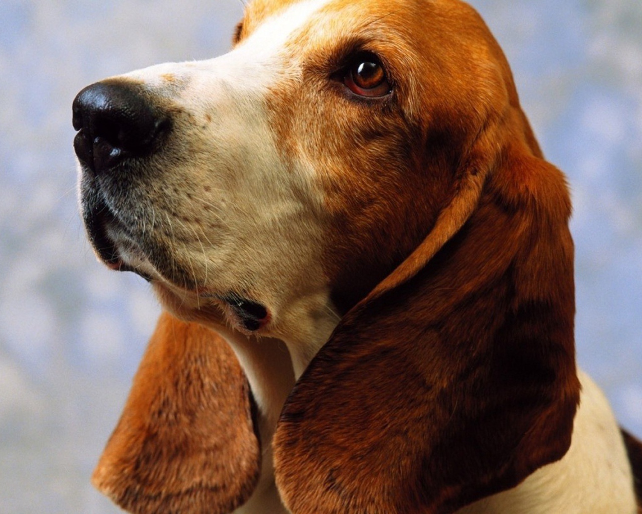 Взрослый бассет-хаунд на голубом фоне