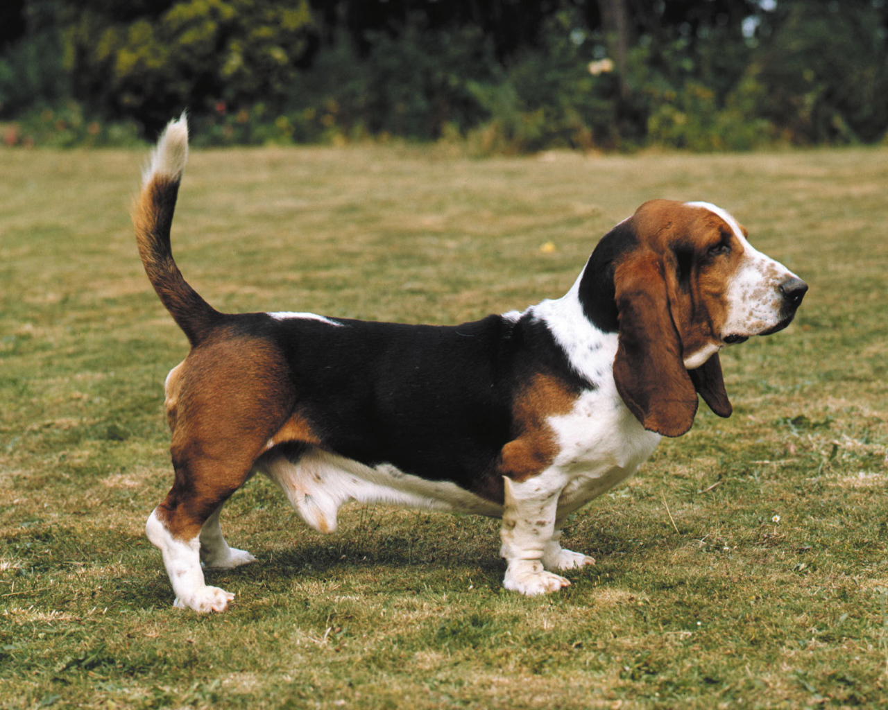 Взрослый бассет-хаунд на прогулке