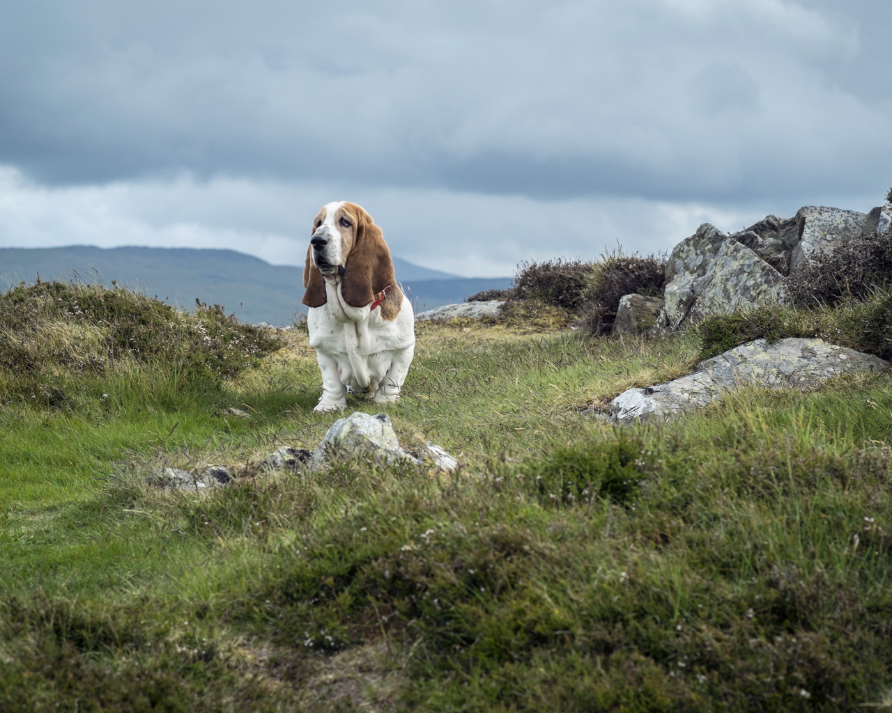 Взрослый бассет-хаунд на скалах