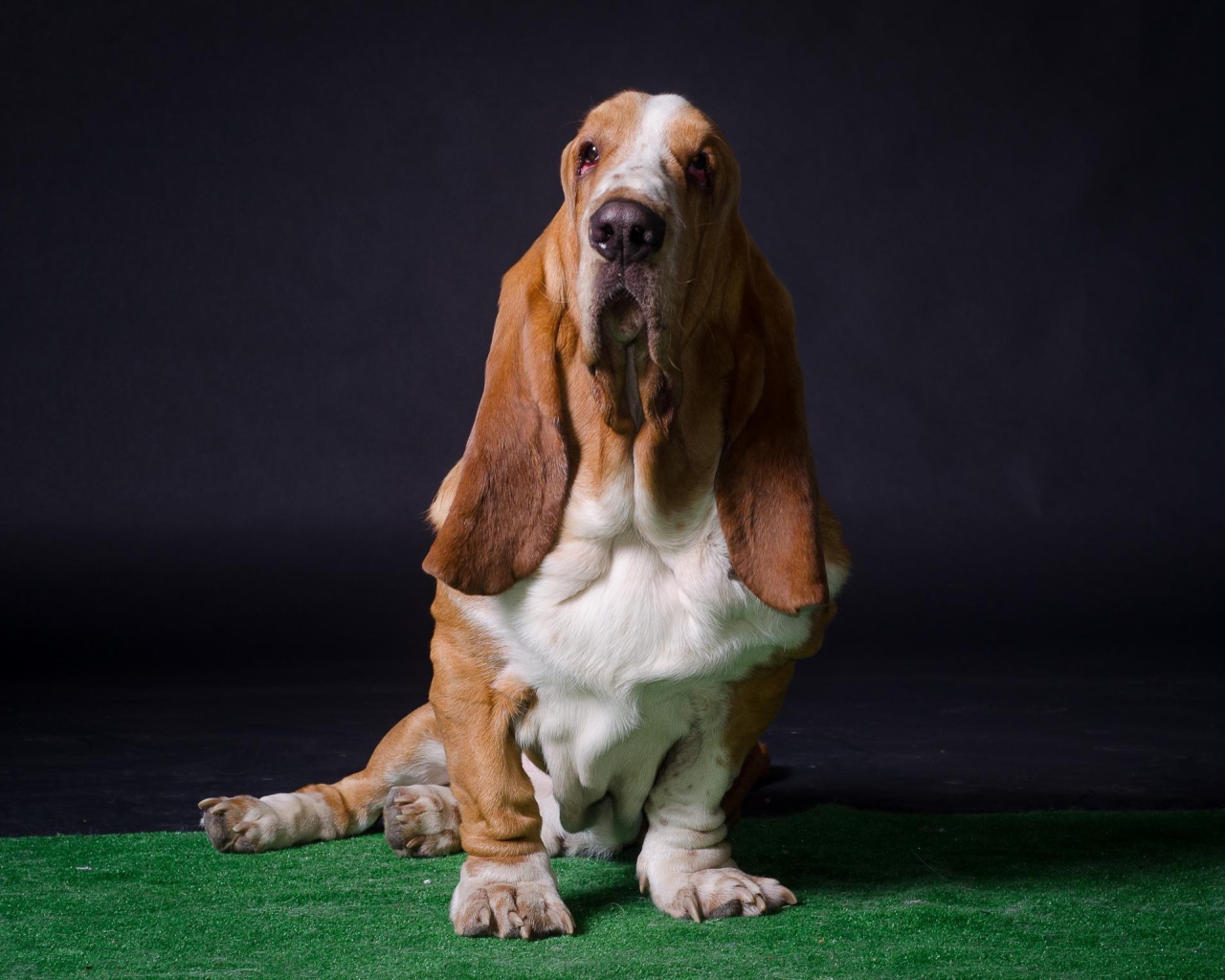 Взрослый бассет-хаунд позирует на тёмном фоне