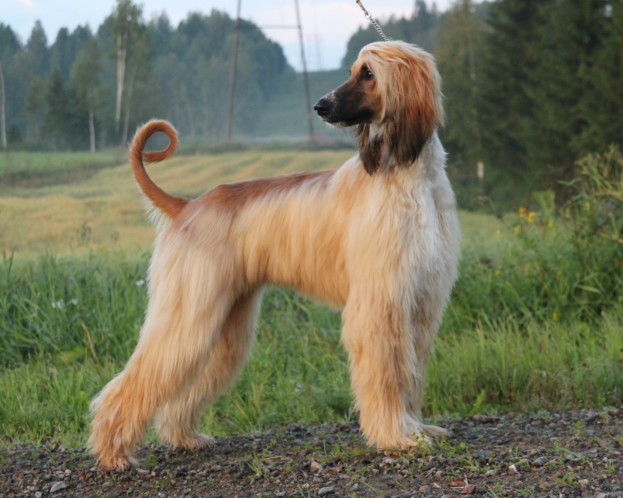 Взрослая красивая афганская борзая