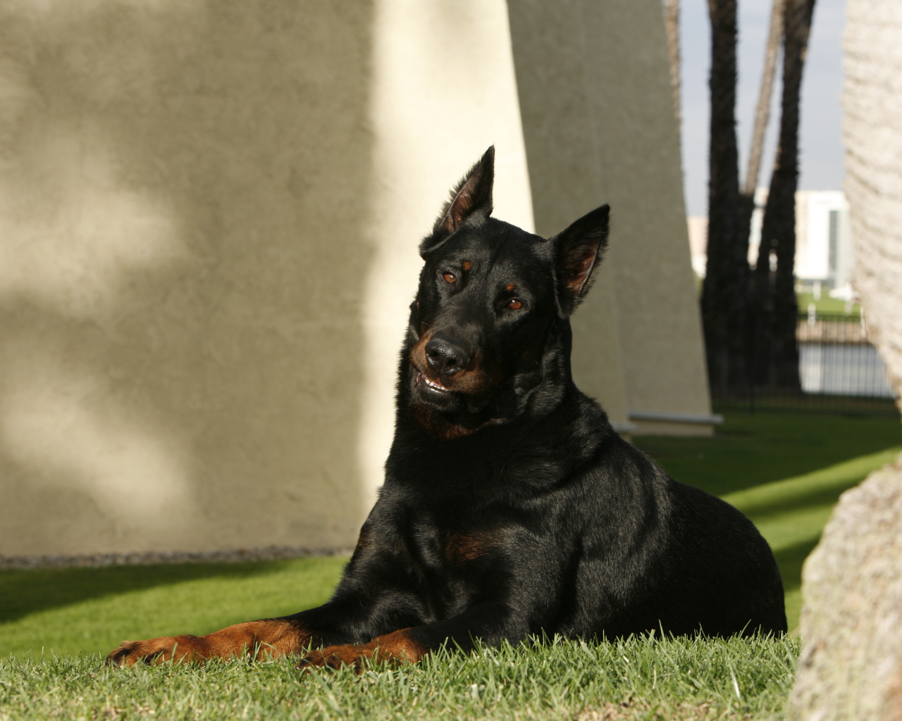 Взрослый красивый босерон лежит на газоне