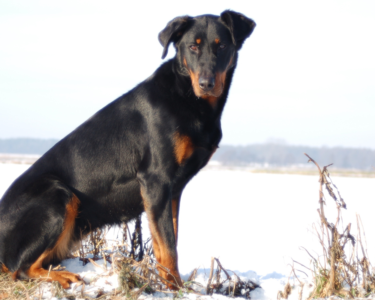Взрослый красивый босерон сидит на снегу