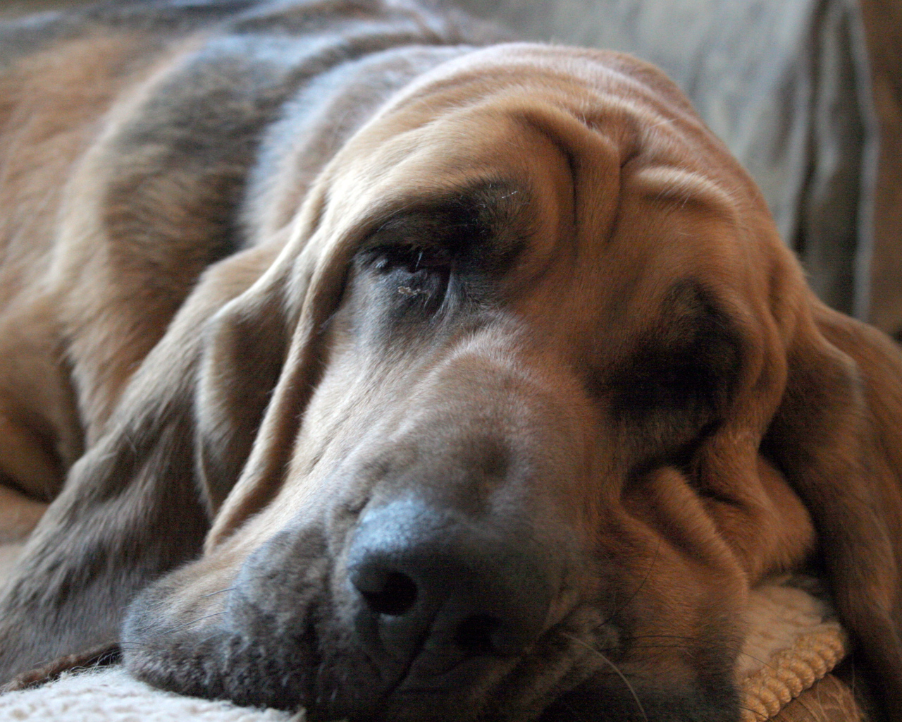 Взрослый бладхаунд заснул