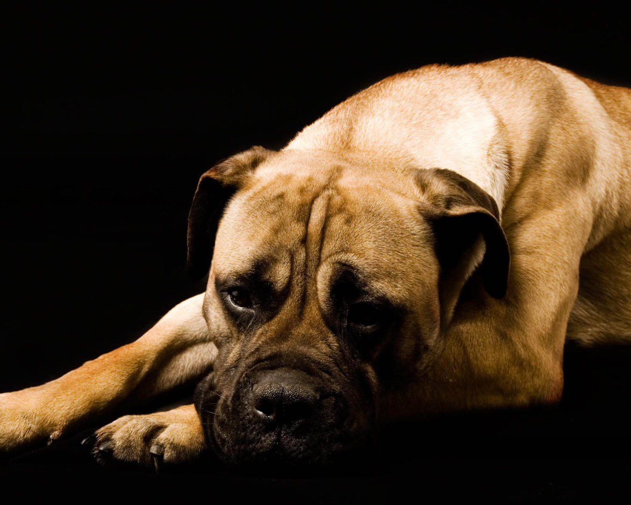 Взрослый боксёр на чёрном фоне