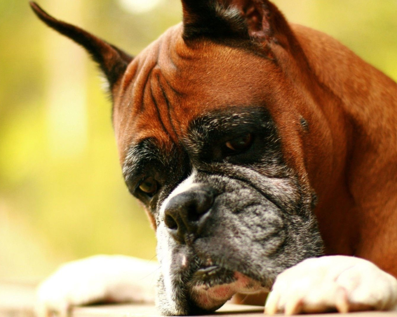 Взрослый боксёр что-то увидел