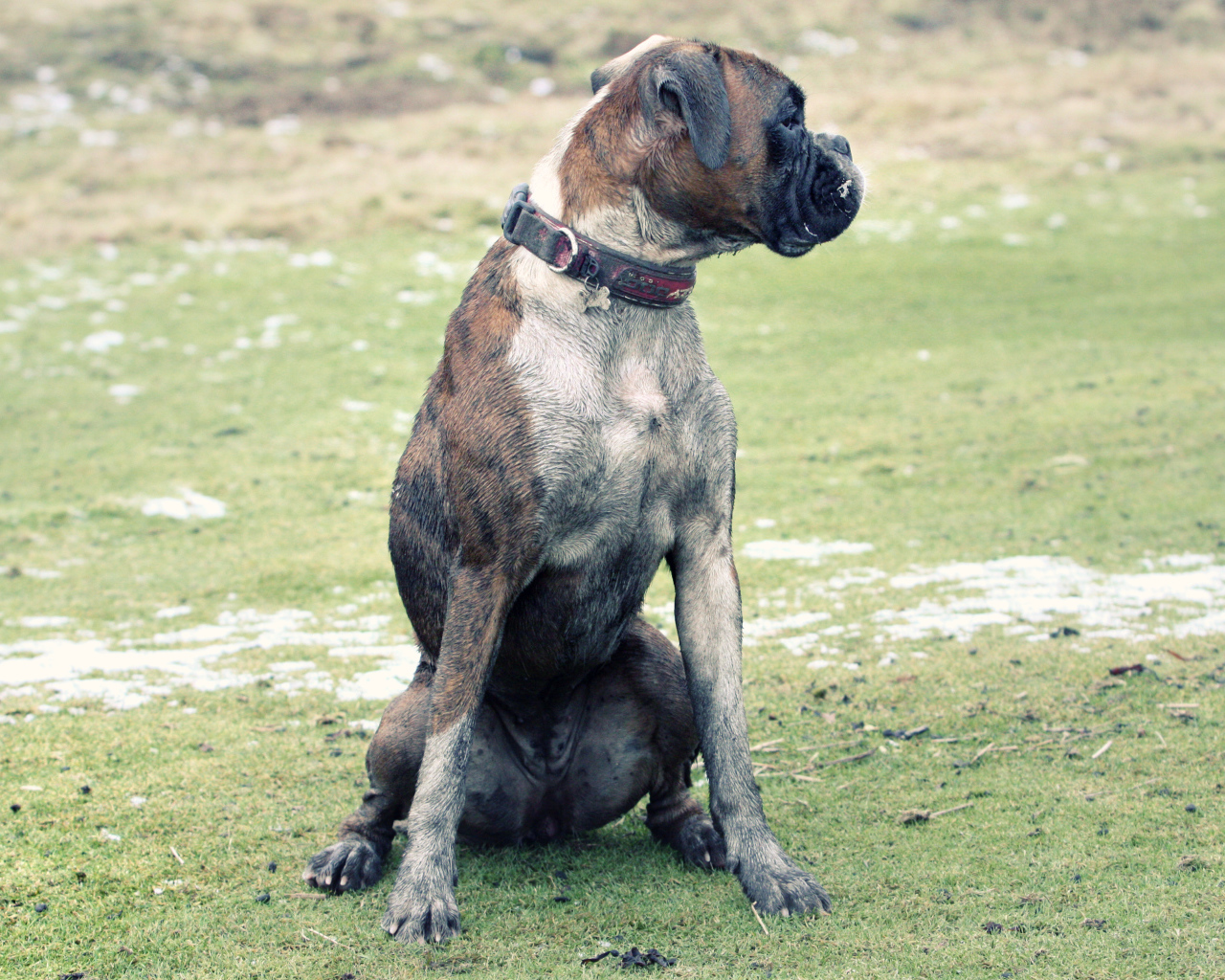 Взрослый боксёр сидит на поляне