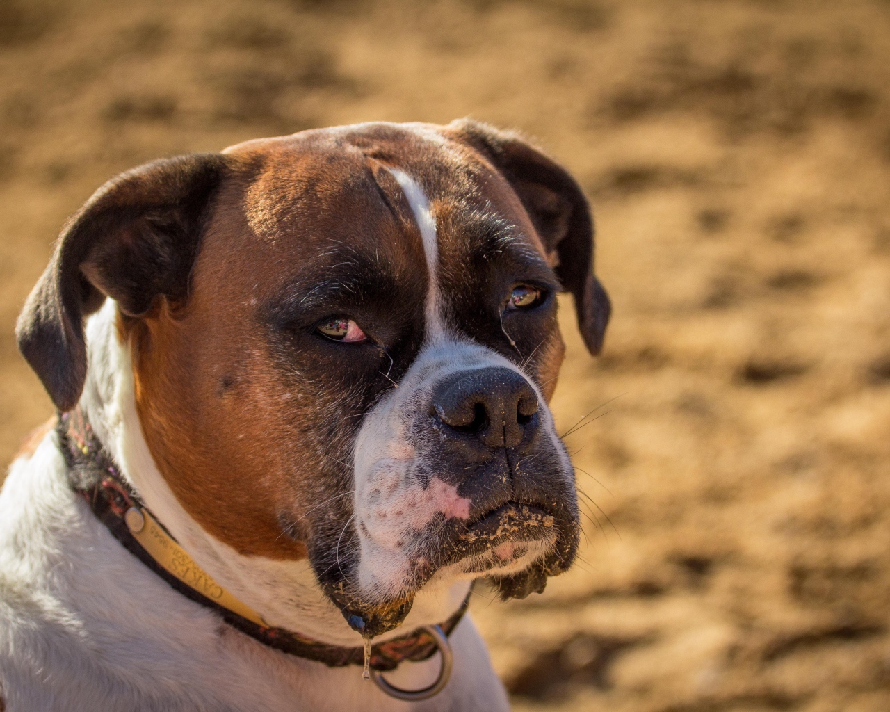 Взрослый боксёр с грустным взглядом
