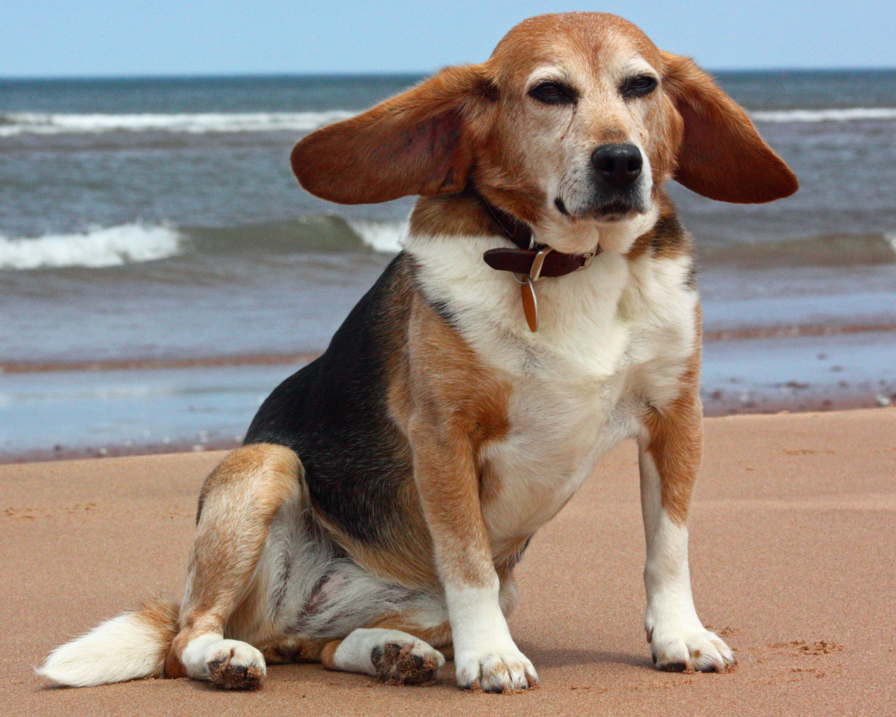 Взрослая смешная собака породы бигль возле моря