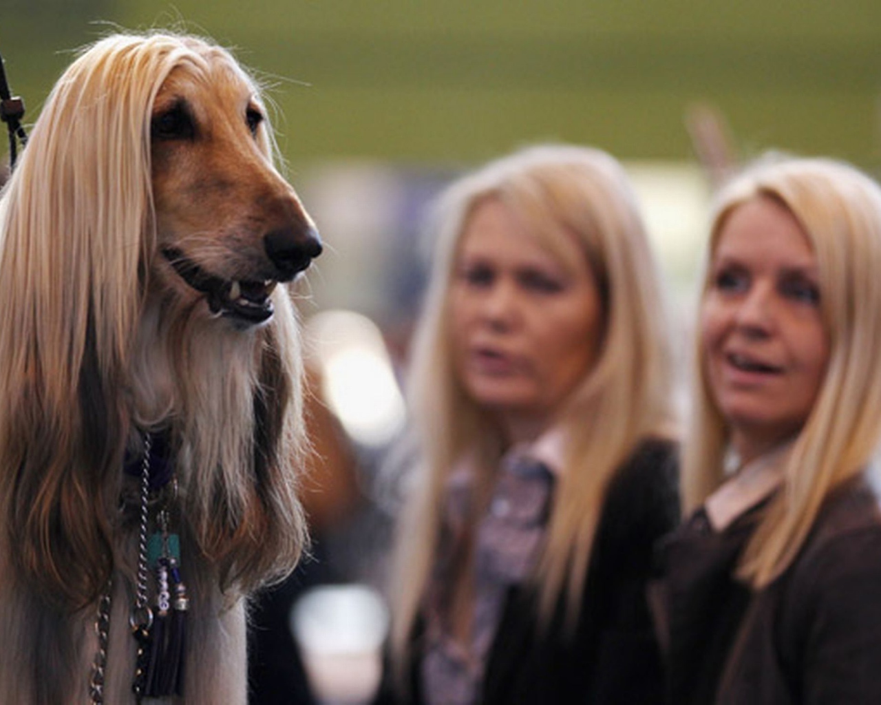 Афганская борзая на фоне девушек