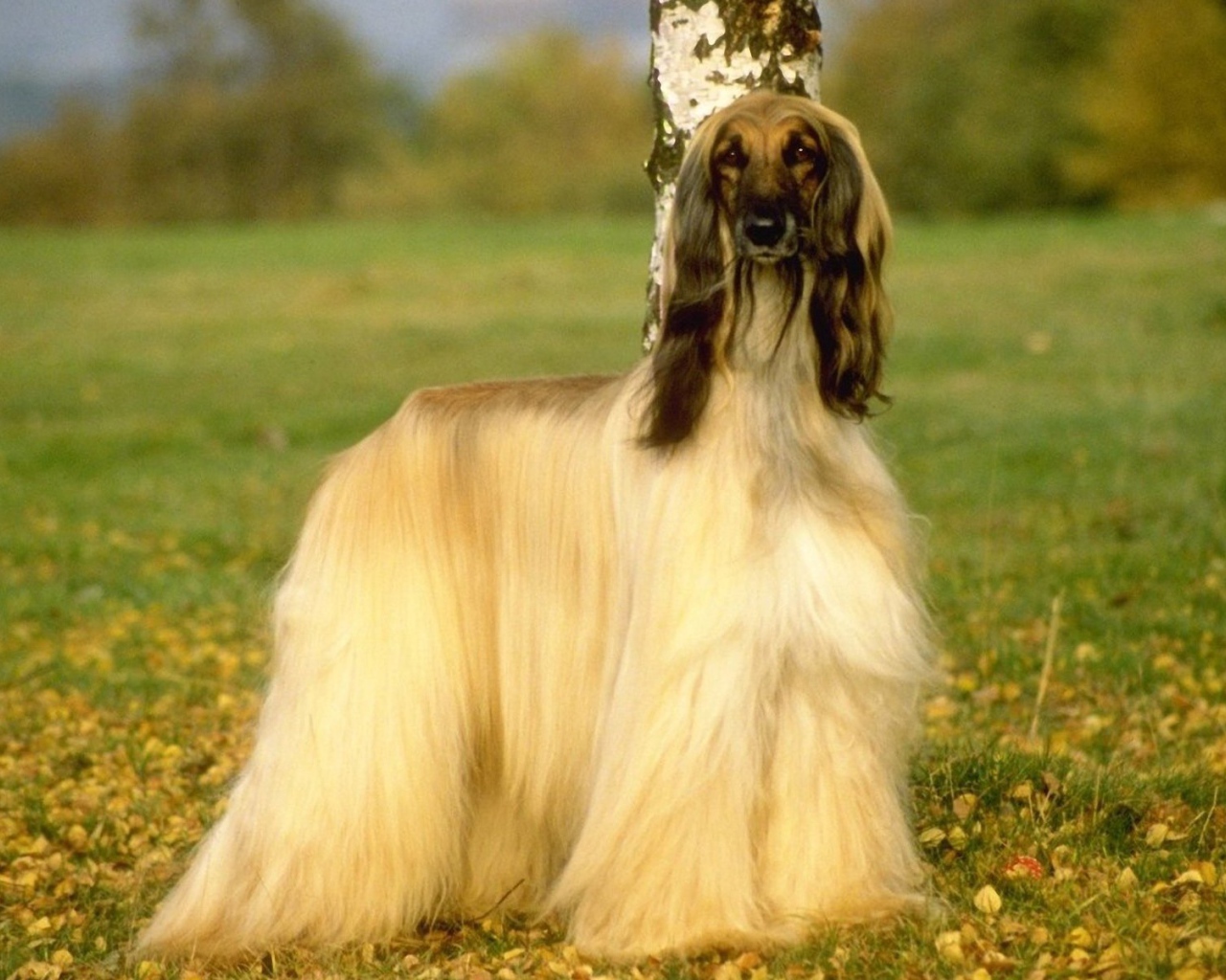 Афганская борзая на природе