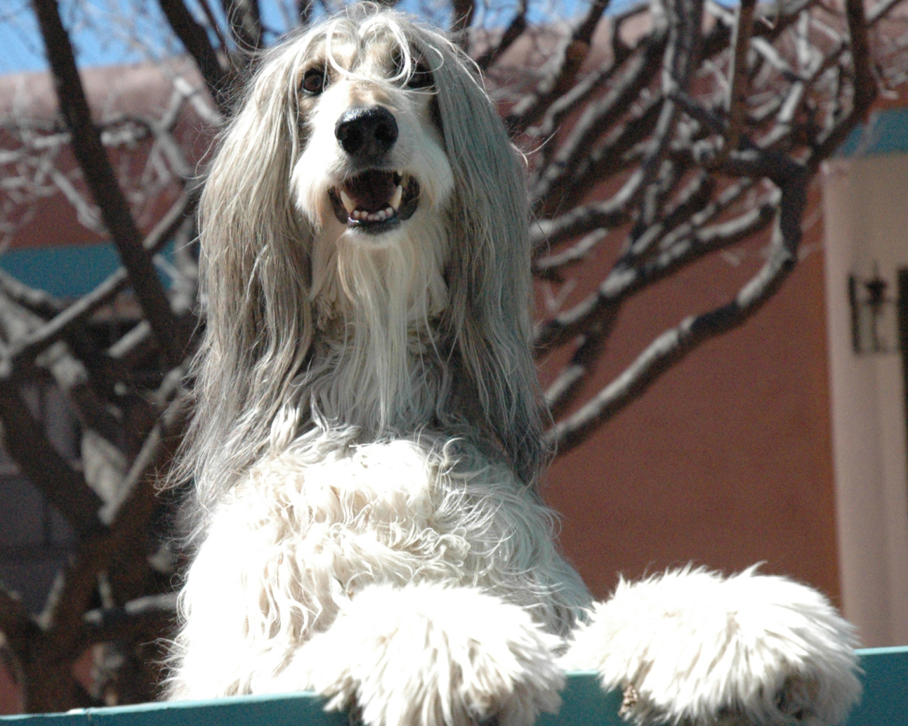 Афганская борзая охраняет территорию