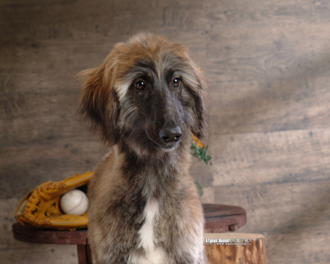 Афганская борзая с грустными глазами