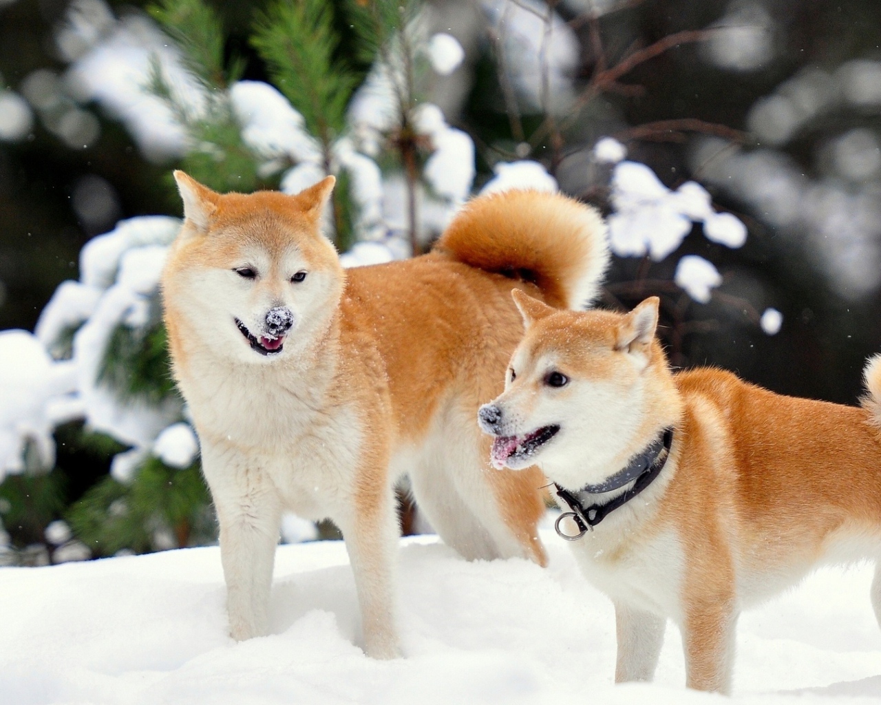 Собаки акита-ину играют в снегу