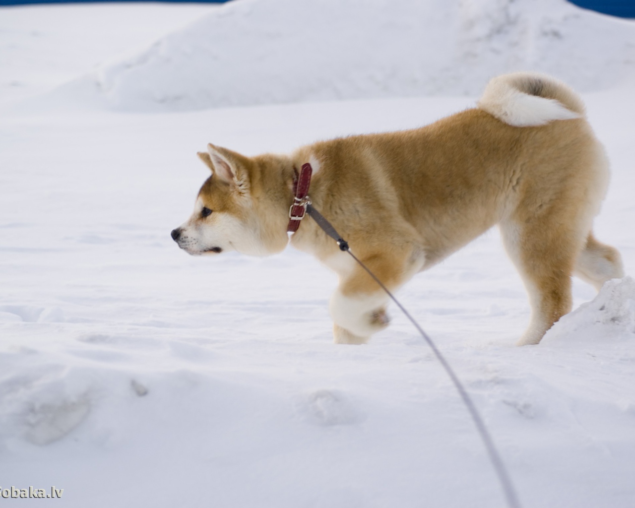 Акита-ину идёт по следу